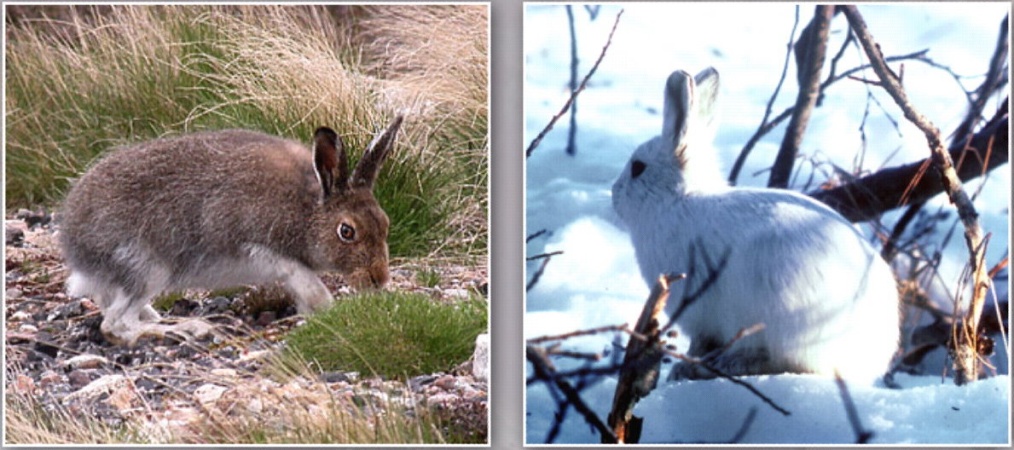 Изменение окраски зайца беляка. Заяц Беляк модификационная изменчивость. Заяц Беляк зимой и летом. Заяц Беляк зима и лето. Заяц Беляк летом и зимой изменчивость.