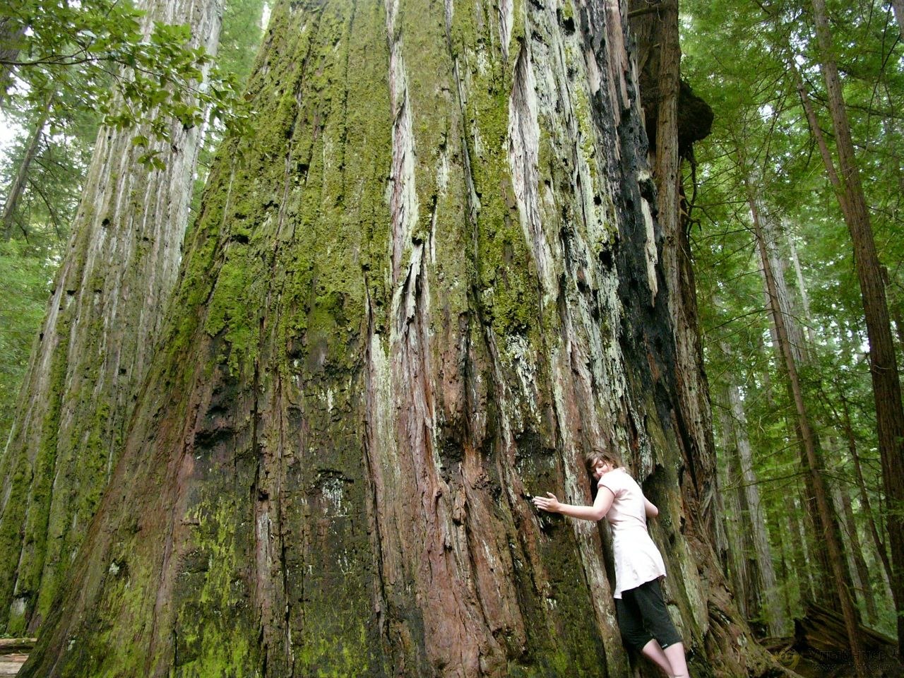 Площадь самого большого леса в мире. Секвойядендрон гигантский. Гигантская береза. Самое большое дерево. Длинное дерево.