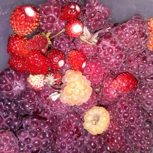 сорт малины маравилла. штамбовая малина крепыш. узор малинка спицами. малина глен лион. саженцы малины химбо топ.