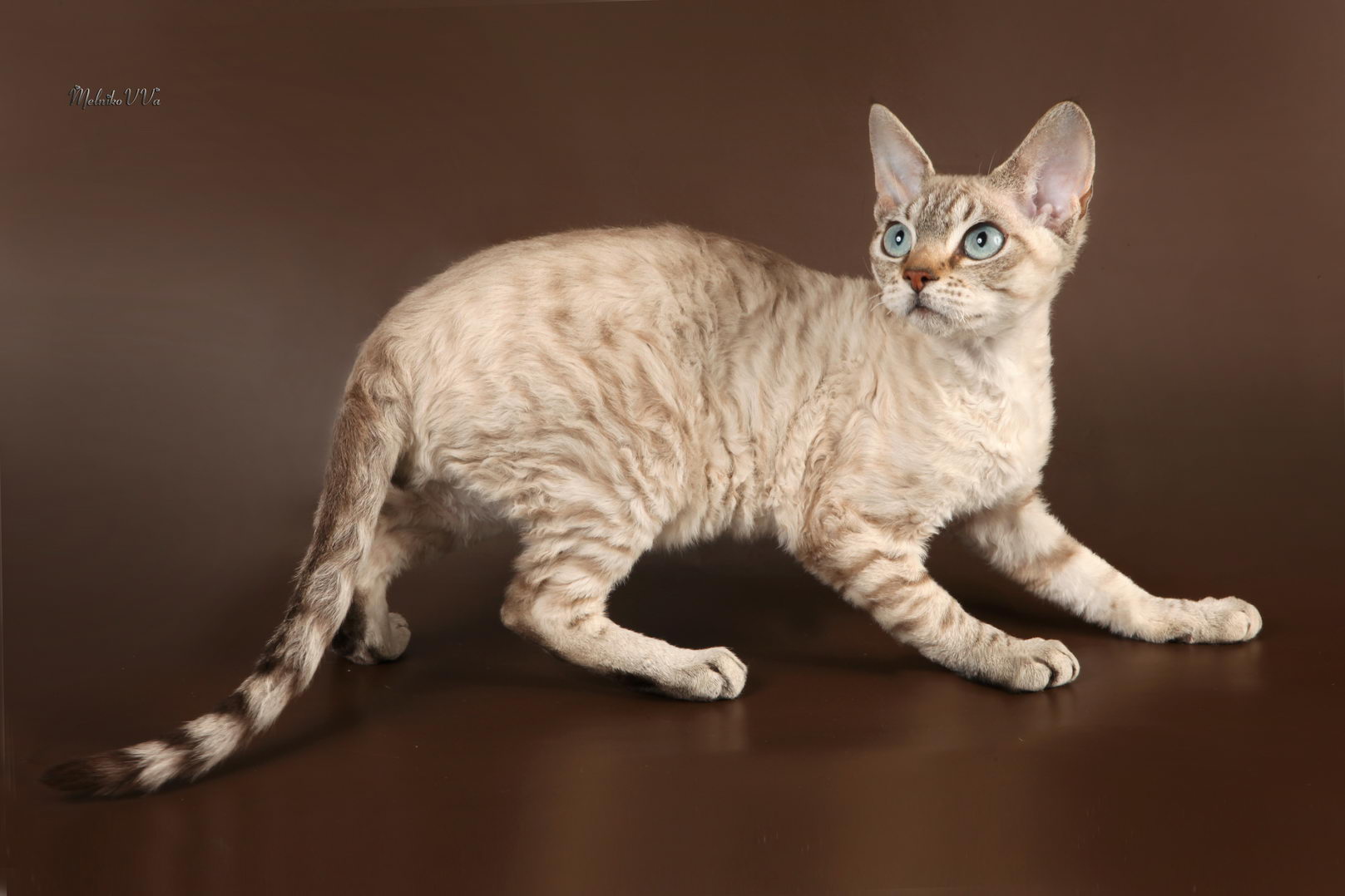 Немецкий Рекс Кошка Фото