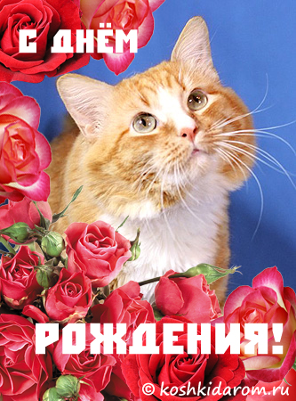 С днем рождения женщине с котиками