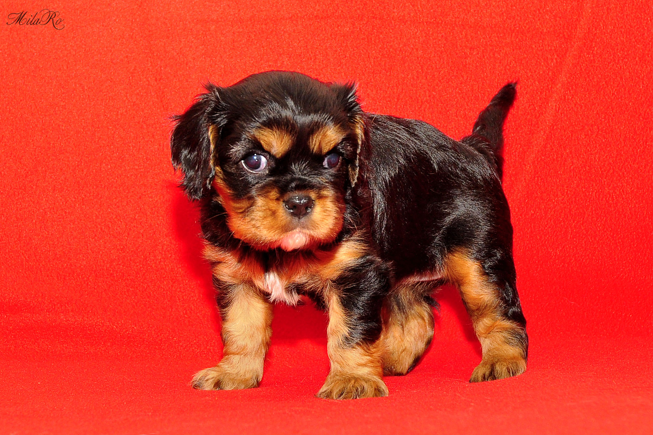 Кавалеров сердце. Художник carlo wostry. Художник rudolf alfred hoger (1877-1930). Картина мужчина и женщина. Carlo ferranti художник.