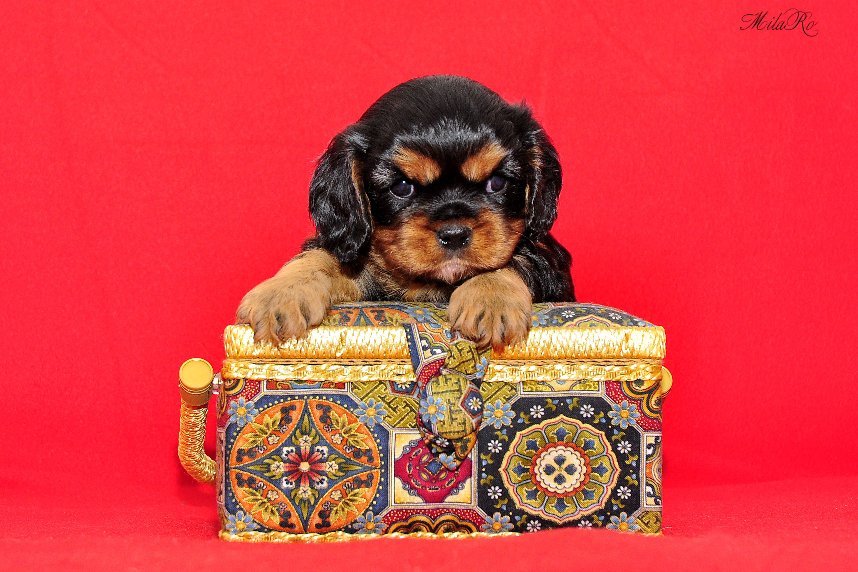 Педро ловелл. Кавалеров сердце. Художник вальтер мартин баумхофер. Tom lovell (1909 – 1997). Кавалеров сердце.