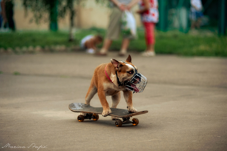 Собака катается на скейте. Собака на скейте. Собака катается на скейте. Английский бульдог скейтборд. Собака катается на скейте.