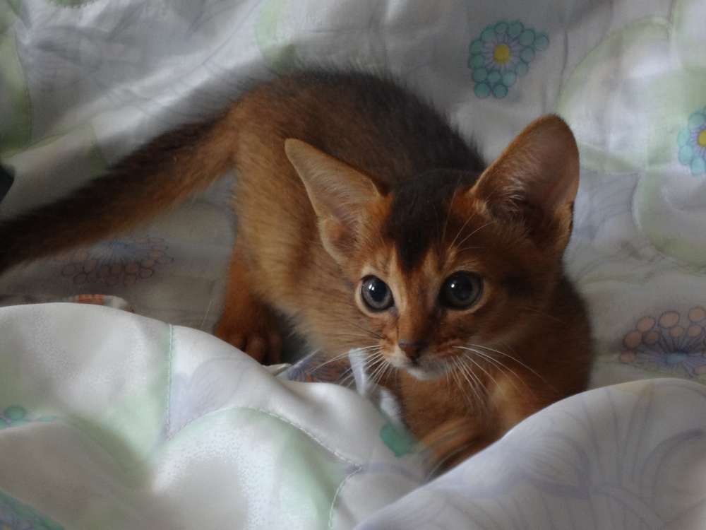 Купить Абиссинскую Кошку Нижний Новгород