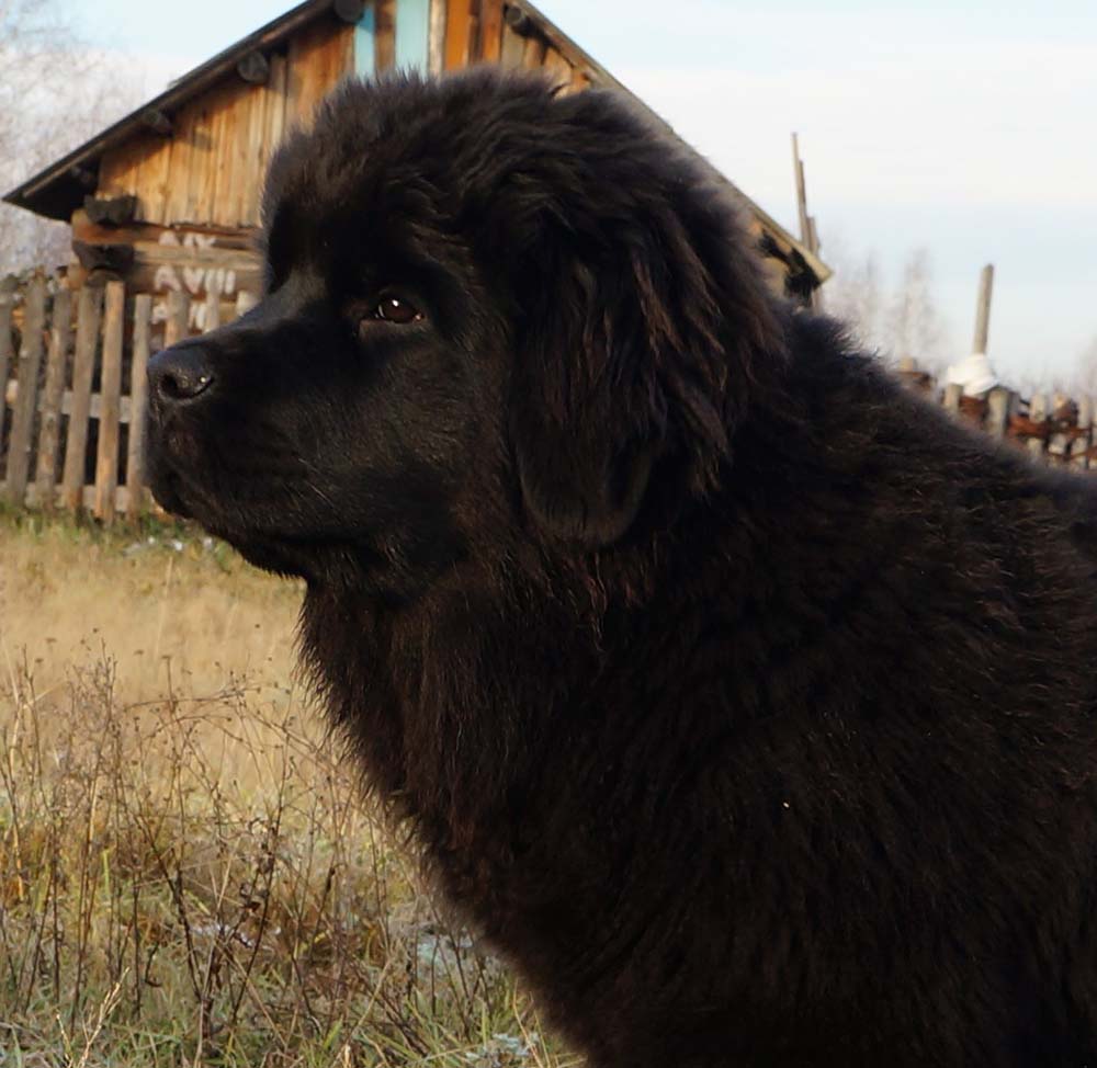 Купить Ньюфаундленд Щенки В Нижнем Новгороде