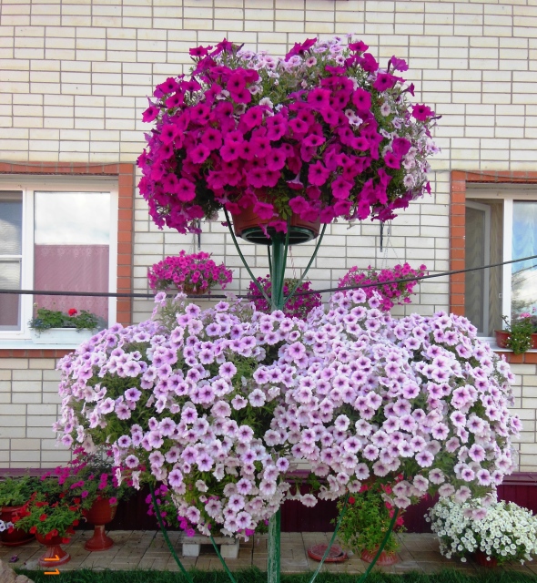 Петуния пинк вейн. Шок вейв пинк. Петуния ампельная опера парпл вейн. Петуния шок вейв пинк вейн. Петуния шок вейв.