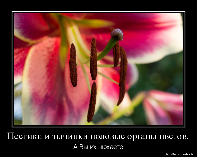 Картинки Пестик