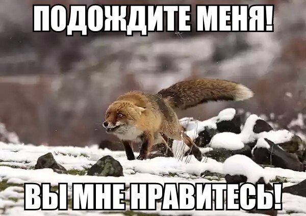 Смешные картинки лисы с надписями