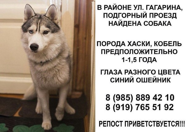 Объявление о продаже собаки образец