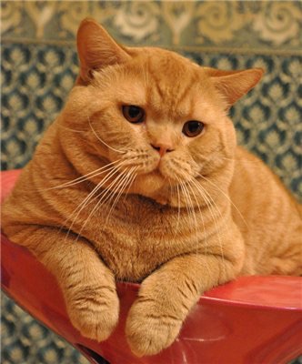 Рыжий британский кот