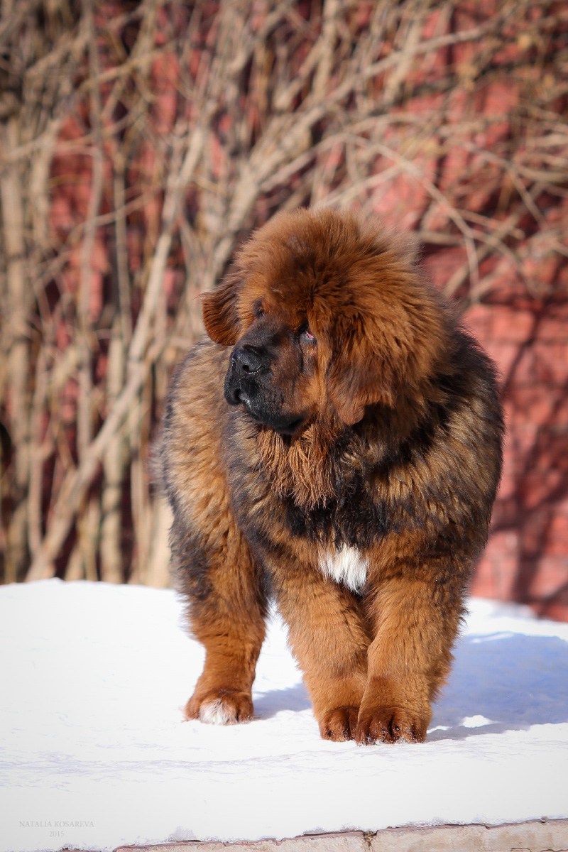 Тибетский мастиф цена щенка москва