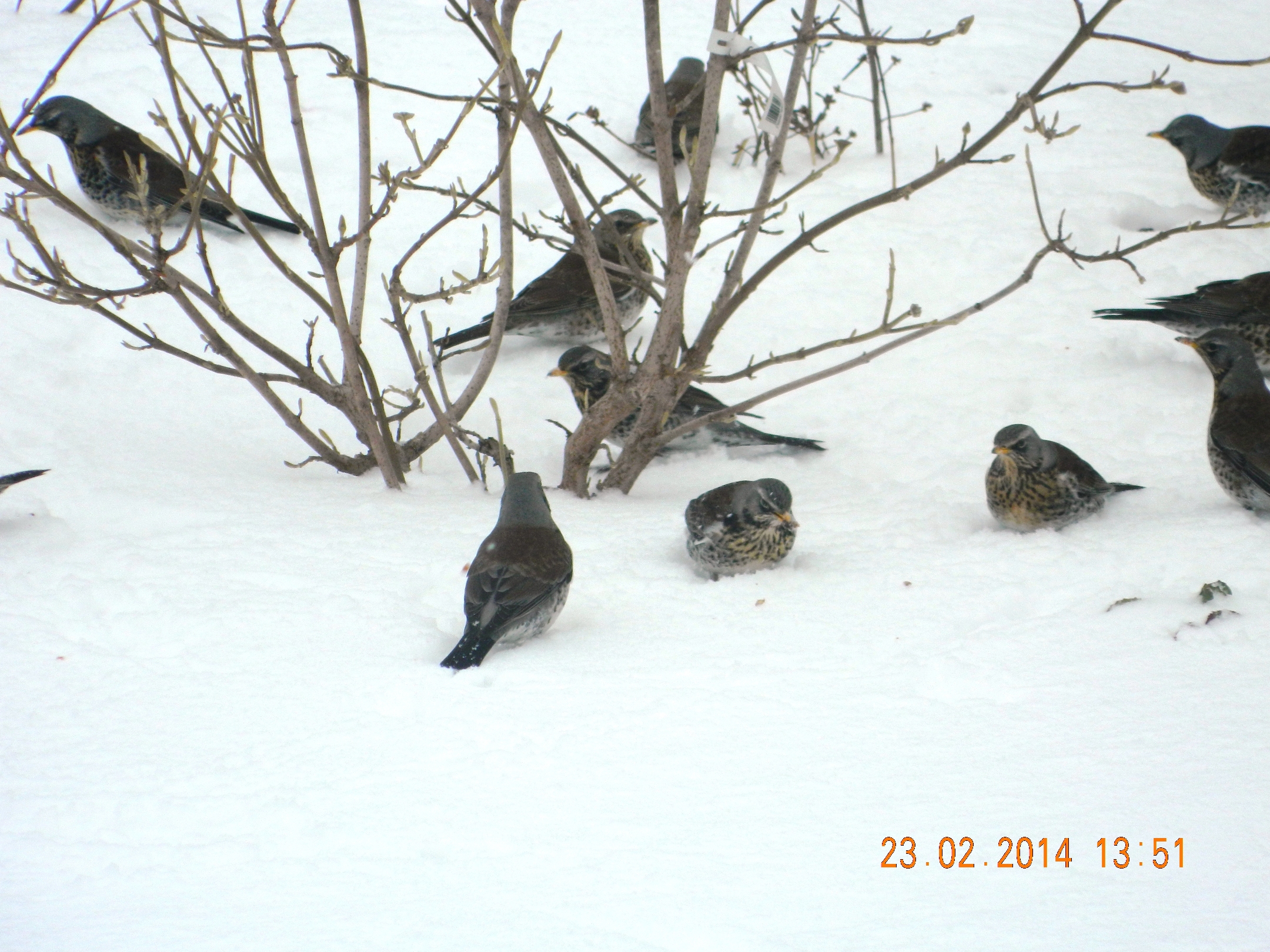 Птица меньше голубя но больше воробья. Серая птичка больше воробья но меньше голубя. Птица побольше воробья и поменьше голубя. Больше воробья и меньше голубя