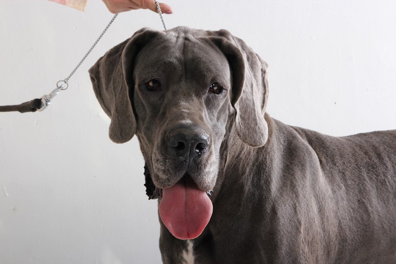 королевский немецкий дог. немецкий дог голубой. королевский дог. немецкий дог черный. нижний дог.