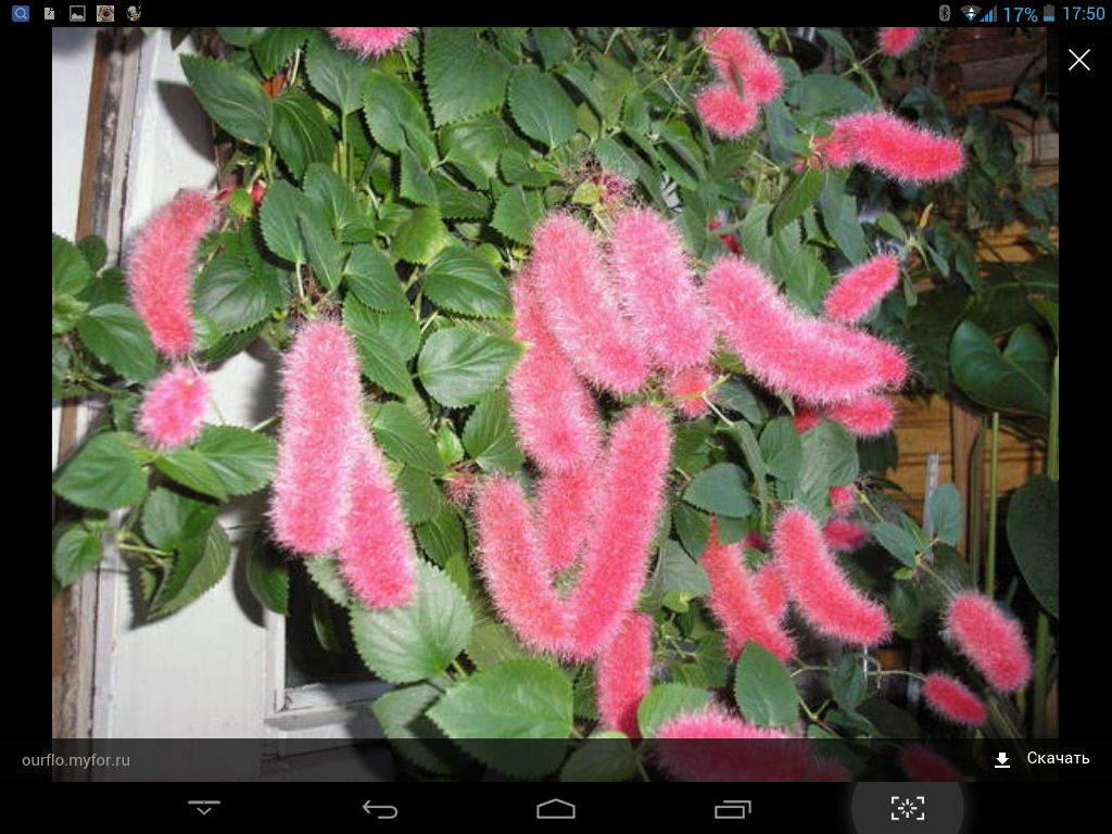 Кортадерия пампасная трава. Пушистое растение. Пушистые цветы. Кактус стапелия грандифлора. Красное пушистое растение.