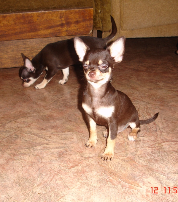 Порода чихуахуа отдам в хорошие руки. Объявления отдам в хорошие руки собаку чихуахуа. В станице Нововеличковской есть порода чихуа