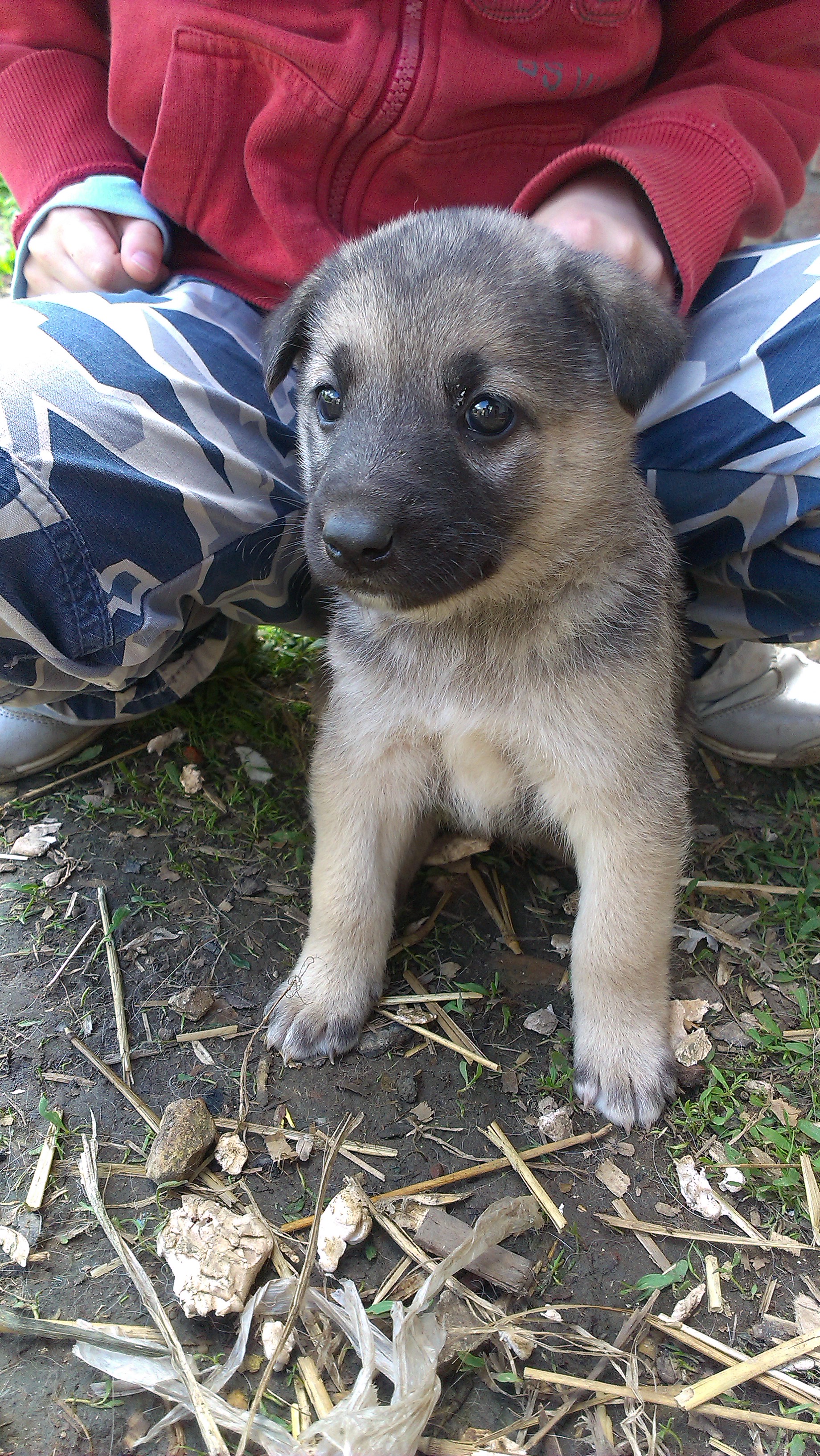 собачка в добрые руки михайловка волгоградской области. отдам в хорошие руки щенка. добрые руки дворняжку. щенки собаки в добрые руки. животные авито г.