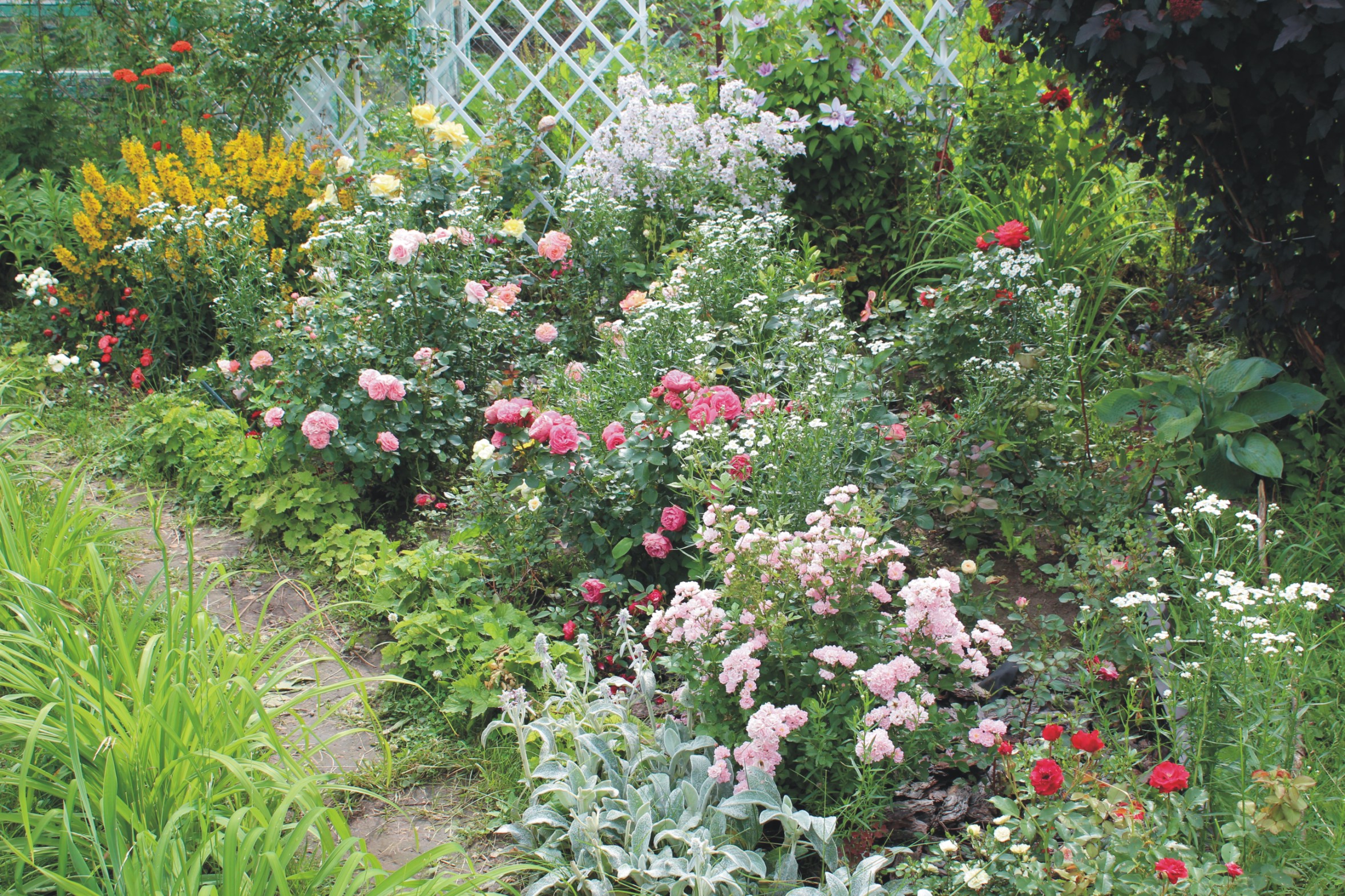 Соседство роз. Соседство пионов. Соседство роз и пионов в саду. Клумба с пионами.