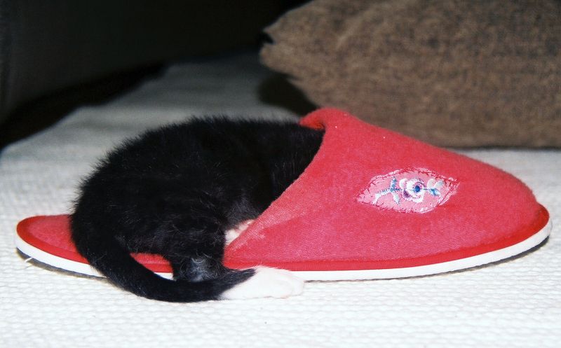 Один тапок или одна тапка. Котик в тапке. Котенок в тапочке. Кот и тапок. Кот в тапочках.