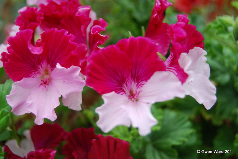 пеларгония quantock. пеларгония quantock double. пеларгония quantock candy. пеларгония махровый ангел quantock double dymond. Quantock double diamond пеларгония.