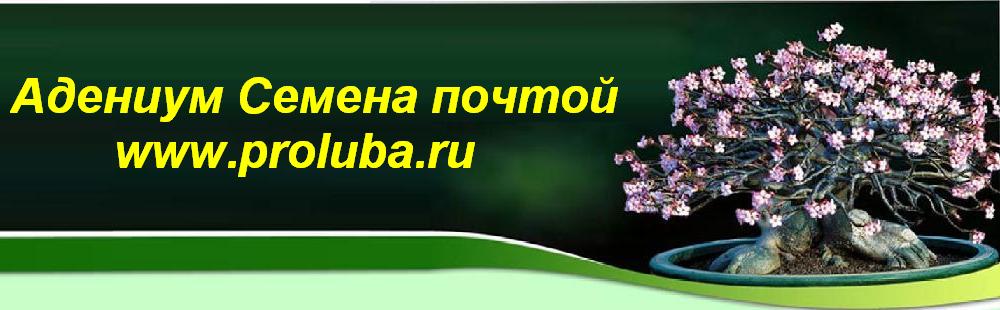 Семена Адениума Микс Купить Почтой России