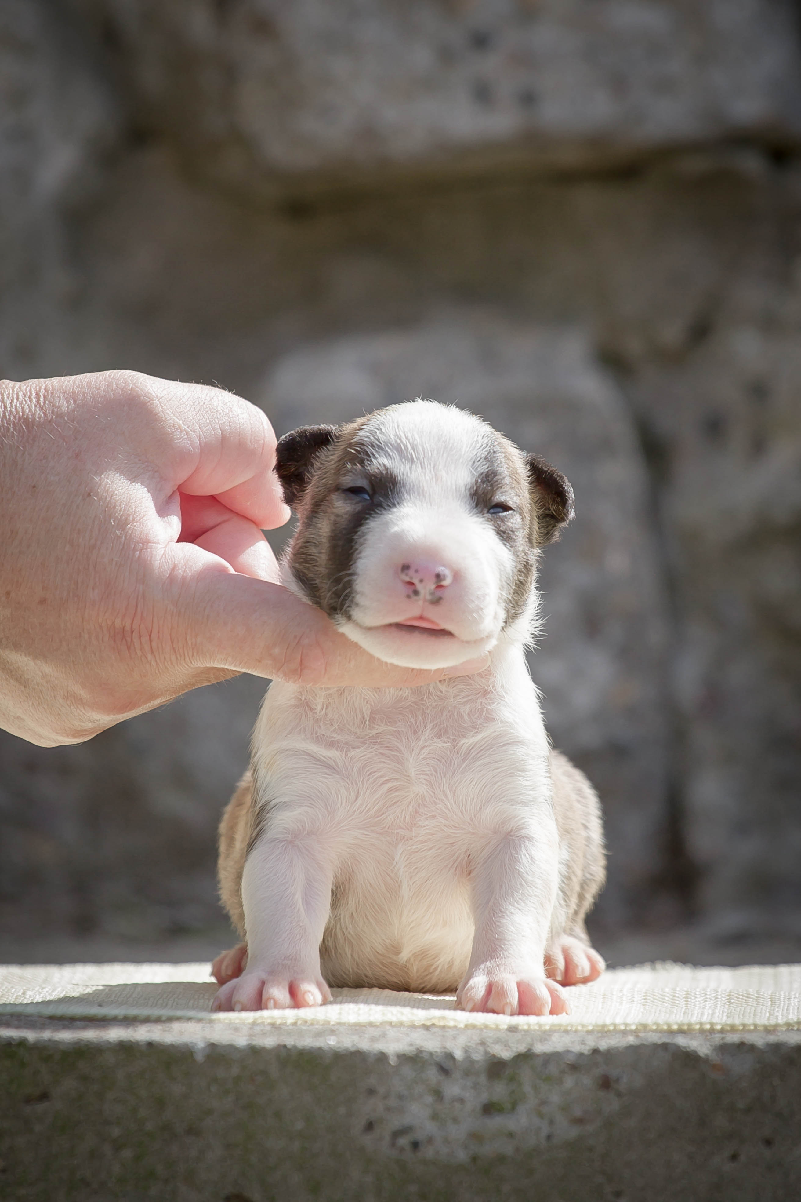 Мини бультерьер. Порода минибуль. Щенки мини бультерьера. Бультерьер щенок. Порода бультерьер миниатюрный.