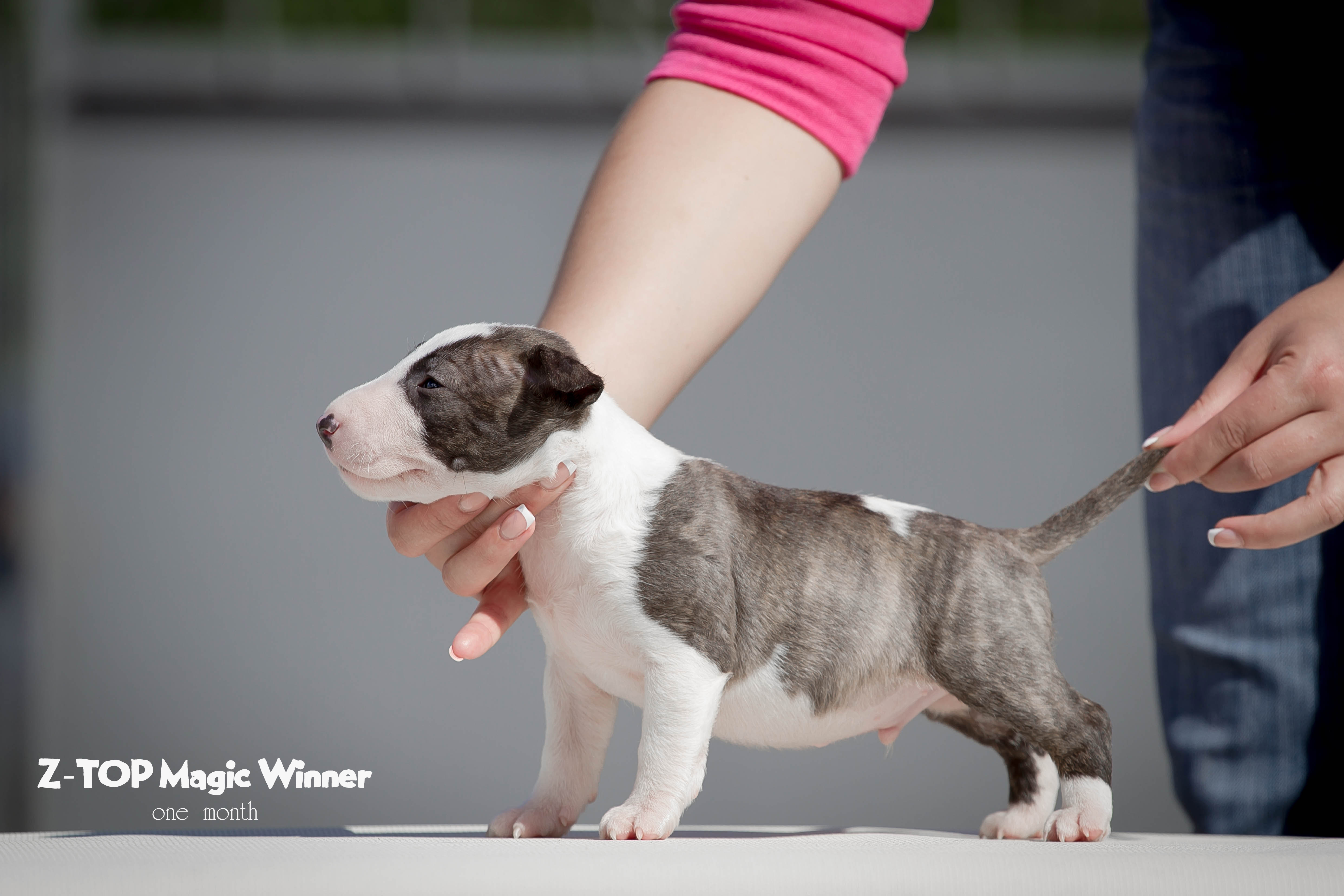 Щенки миниатюрного бультерьера: советы по выбору и покупке