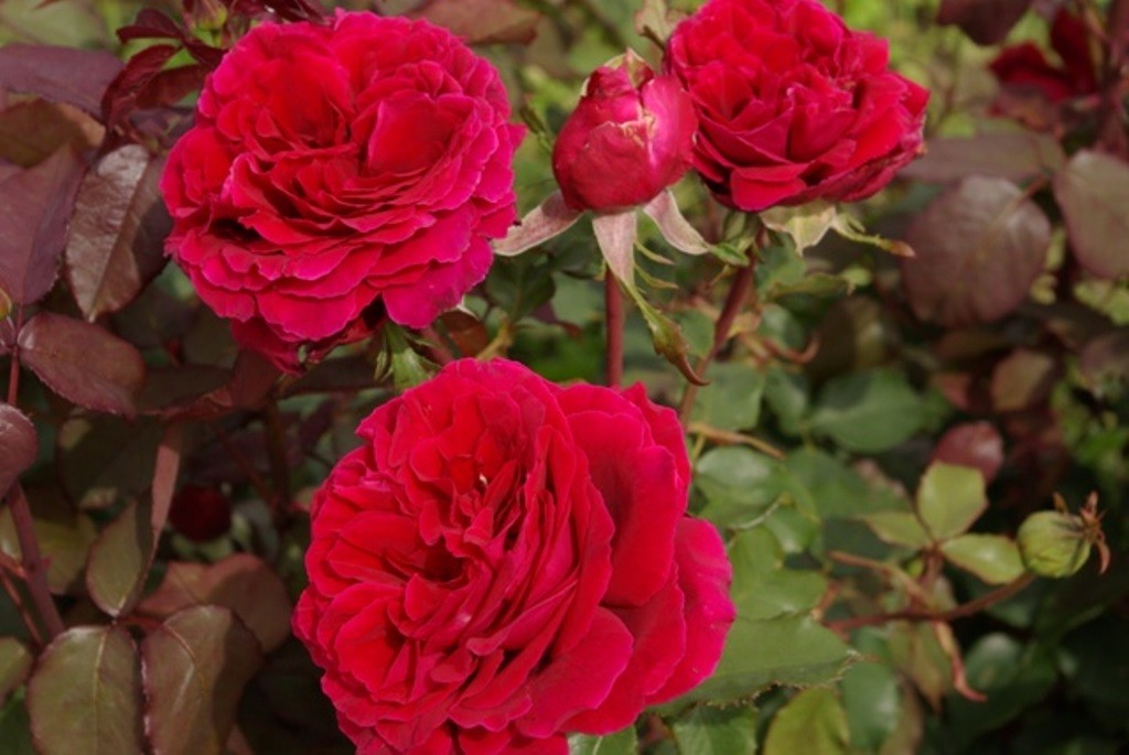Velvet Rose Tucson