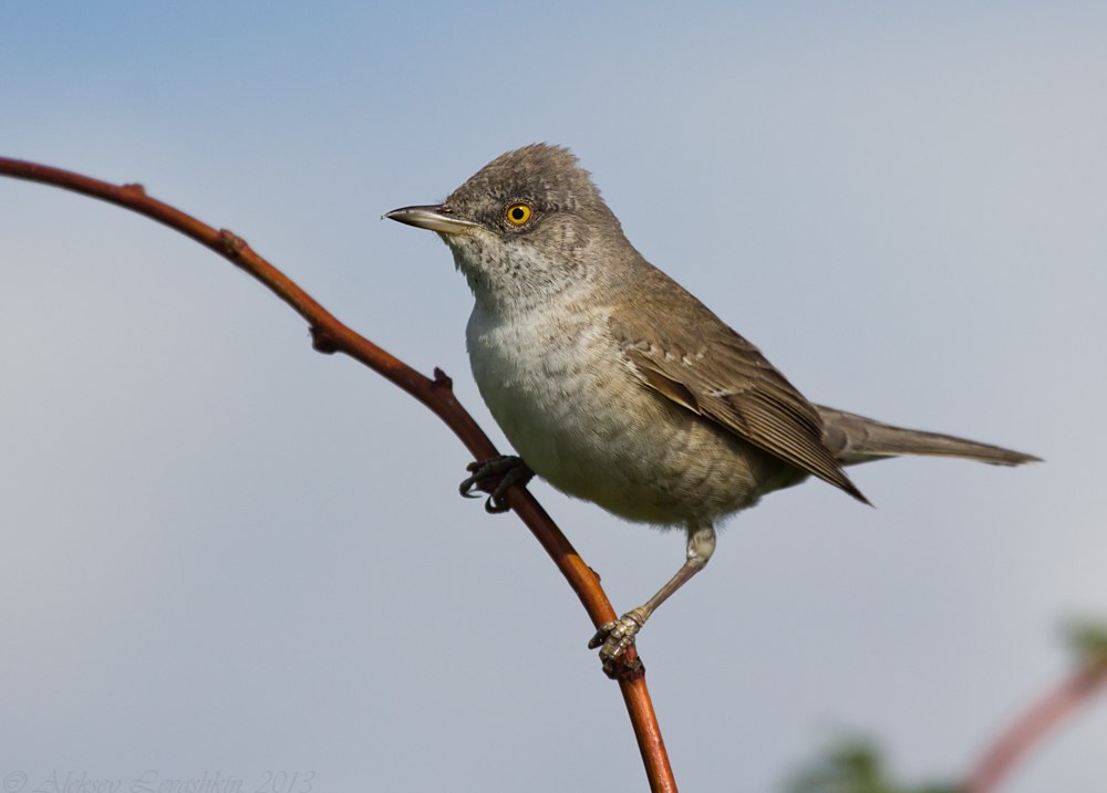 Какие птицы в нижнем новгороде. Птицы иркутска. Птицы нижней саксонии. Городские птицы нижнего новгорода. Певчие птицы нижегородской.