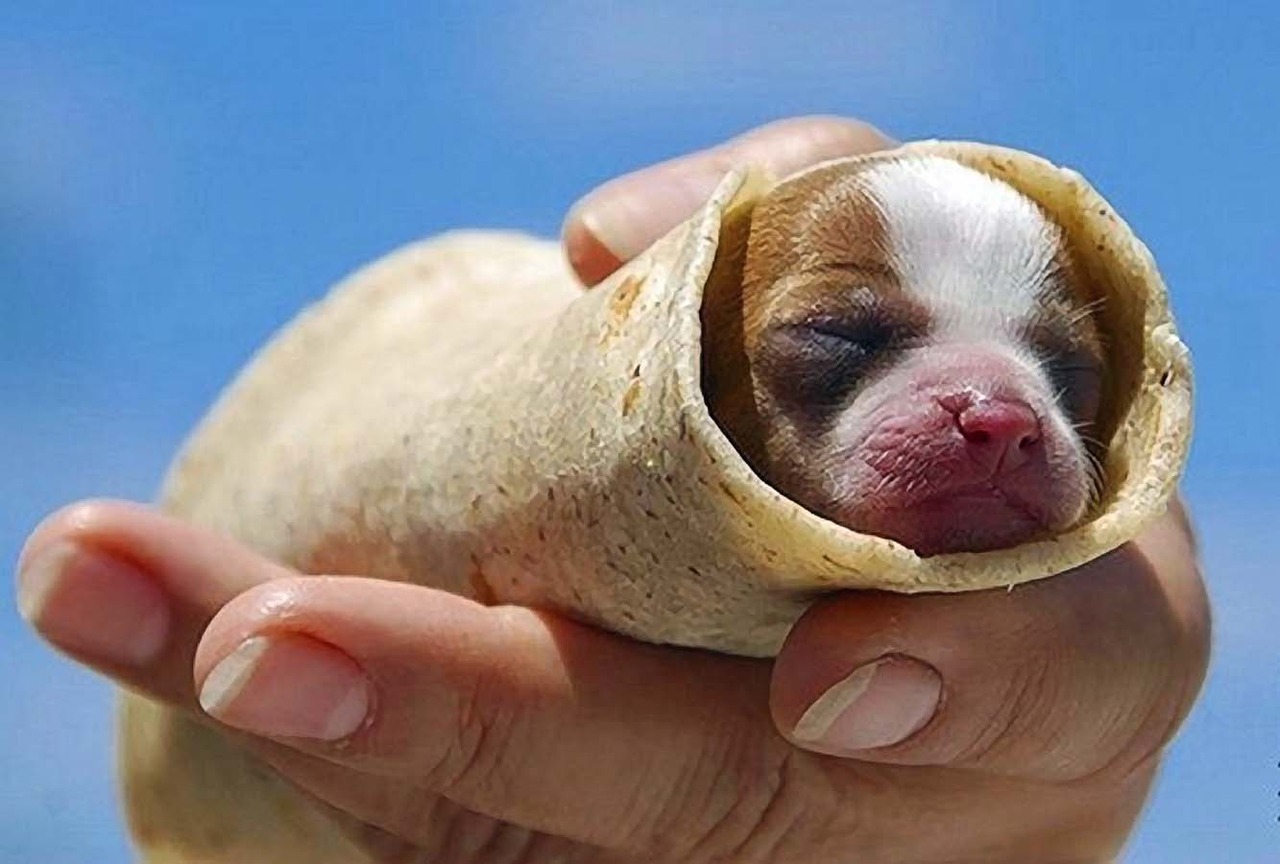 Шаурма из кошки