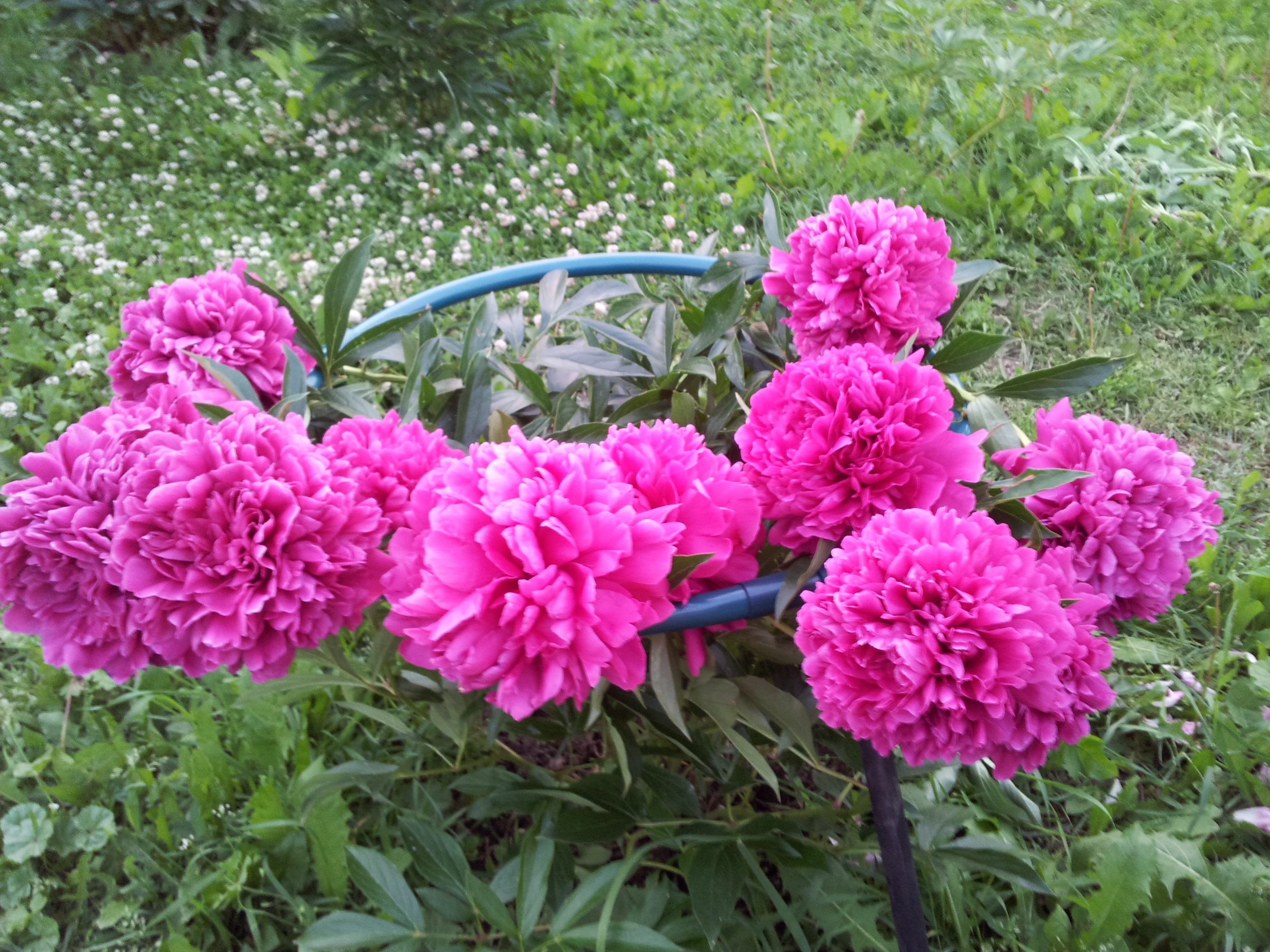 Пион felix crousse. Пион молочноцветковый 'felix crousse'. Пион albert crousse. Пион крауссе. Пион молочноцветковый 'felix crousse'.