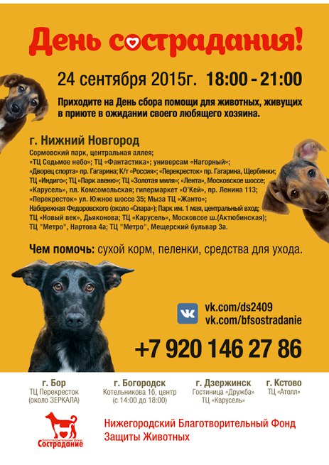 Нижний новгород приют для собак сострадание фото