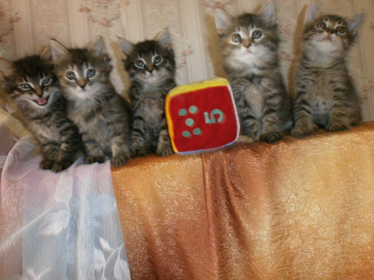 авито воронеж котята в добрые руки