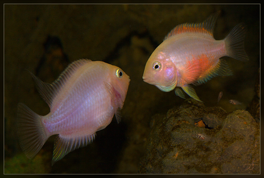 Розовые рыбки аквариумные. Цихлазома розовый Фламинго. Рыбка цихлазома Фламинго. Цихлазома чернополосая Фламинго. Цихлазома альбинос Фламинго.