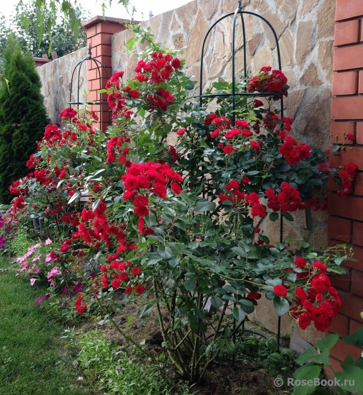 Саженцы Роза плетистая Пауль Скарлет Клайминг/Цкор 1 шт. : купить по низкой цене