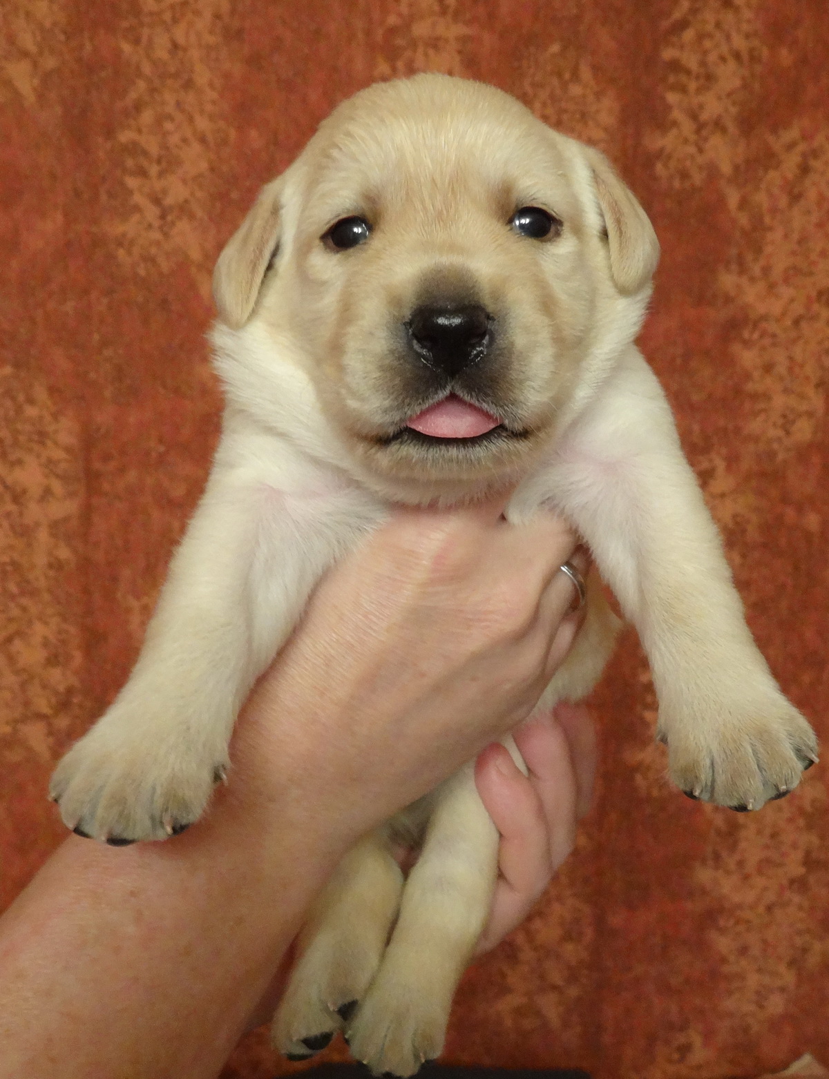 Где Купить Щенка В Нижнем Новгороде