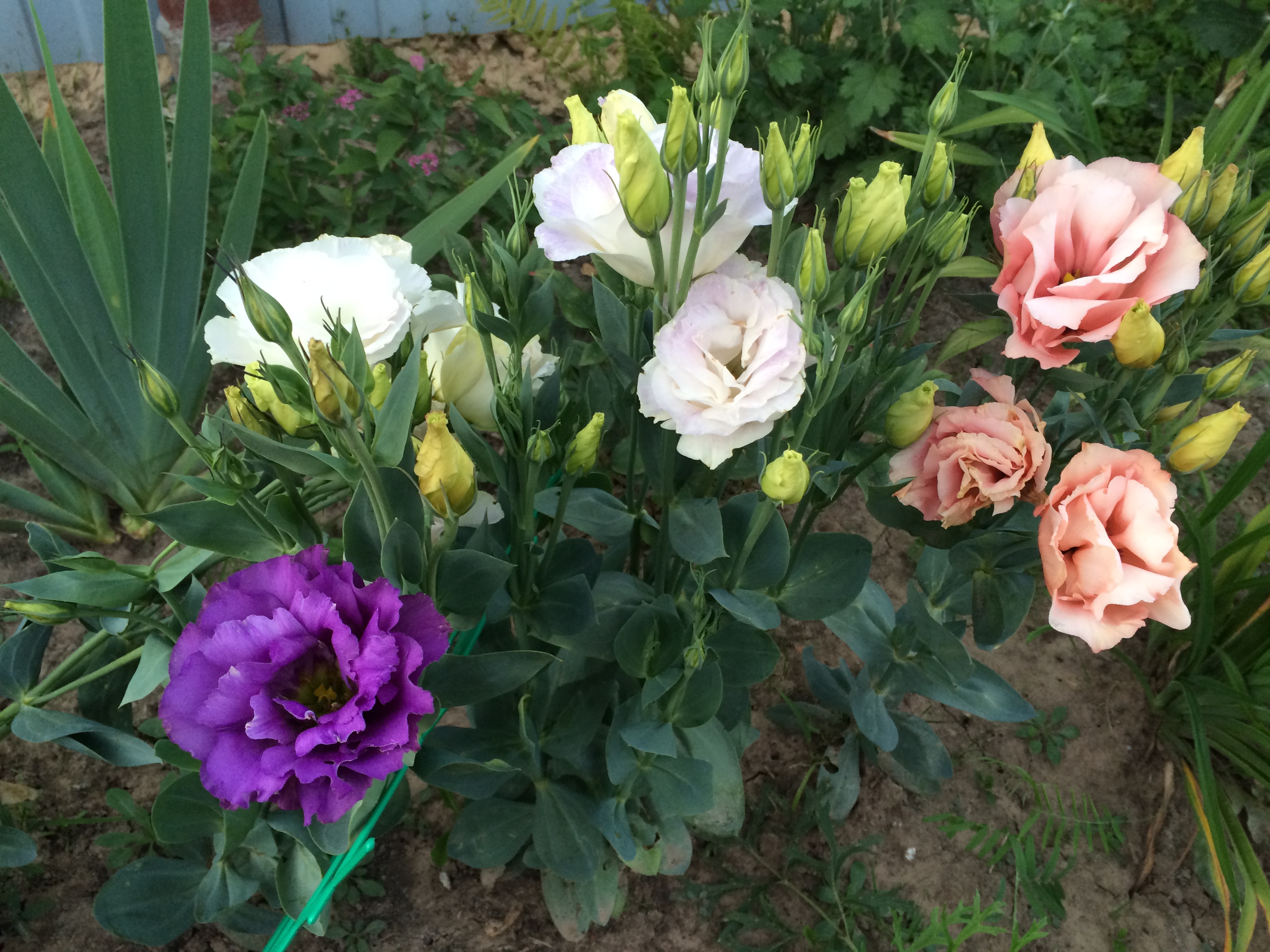 Эустома Фото В Саду