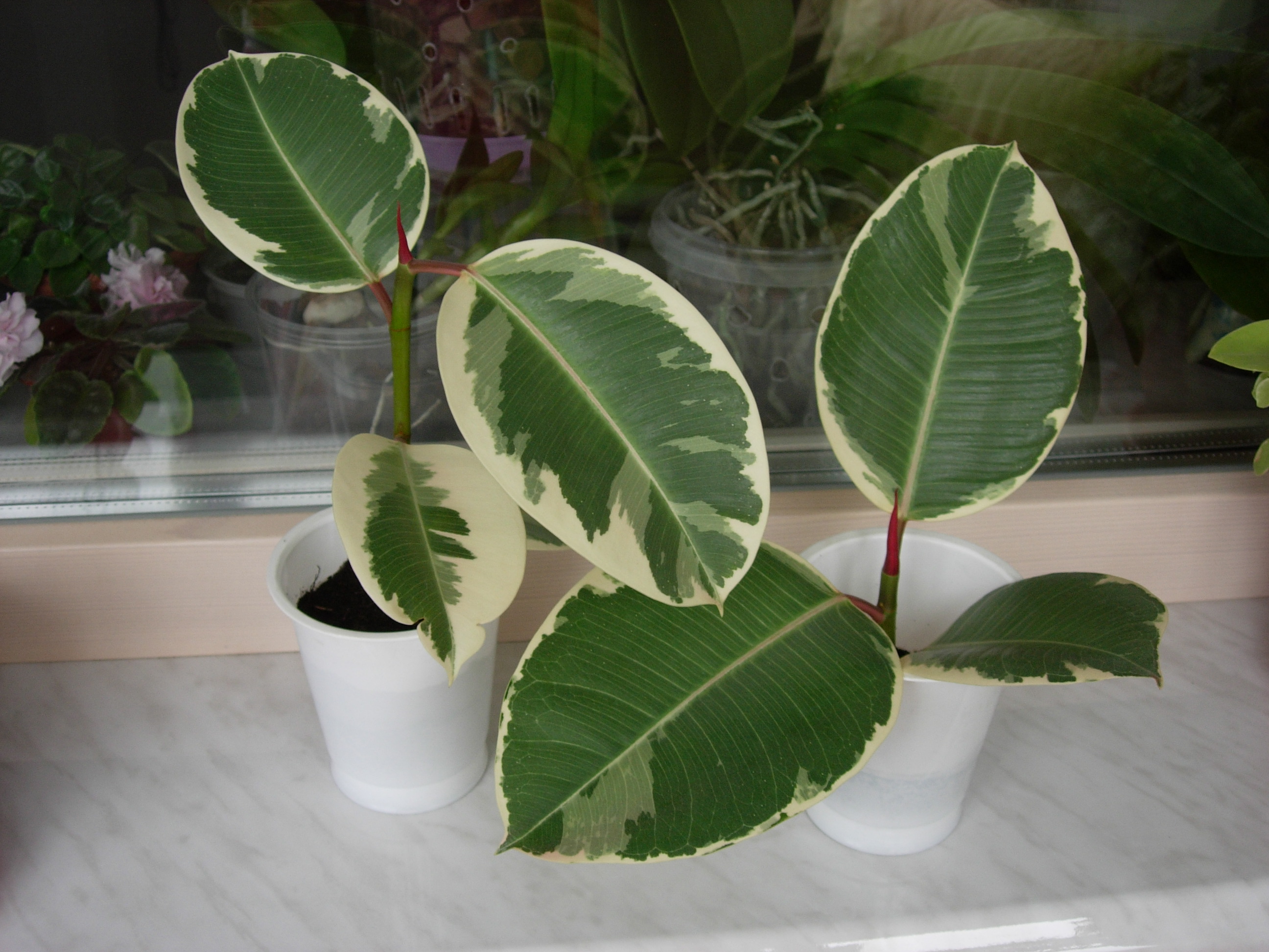 .Фикус Ficus Tineke/фикус Тинеке