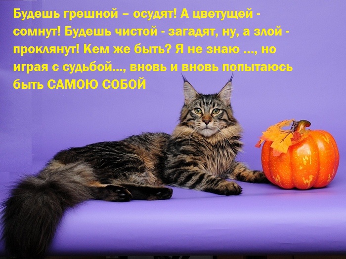 Про котов цитаты
