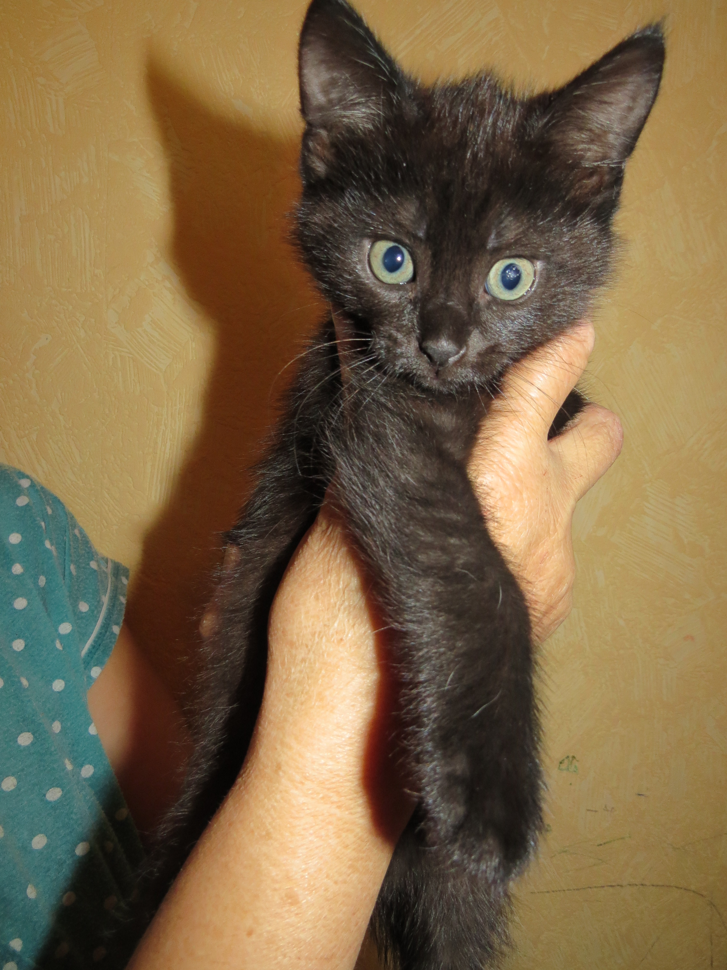 Кошки маленькие черные. Черный короткошерстный котенок. Черный котенок на руках. Черный котенка мальчика. Обычный черный котенок.