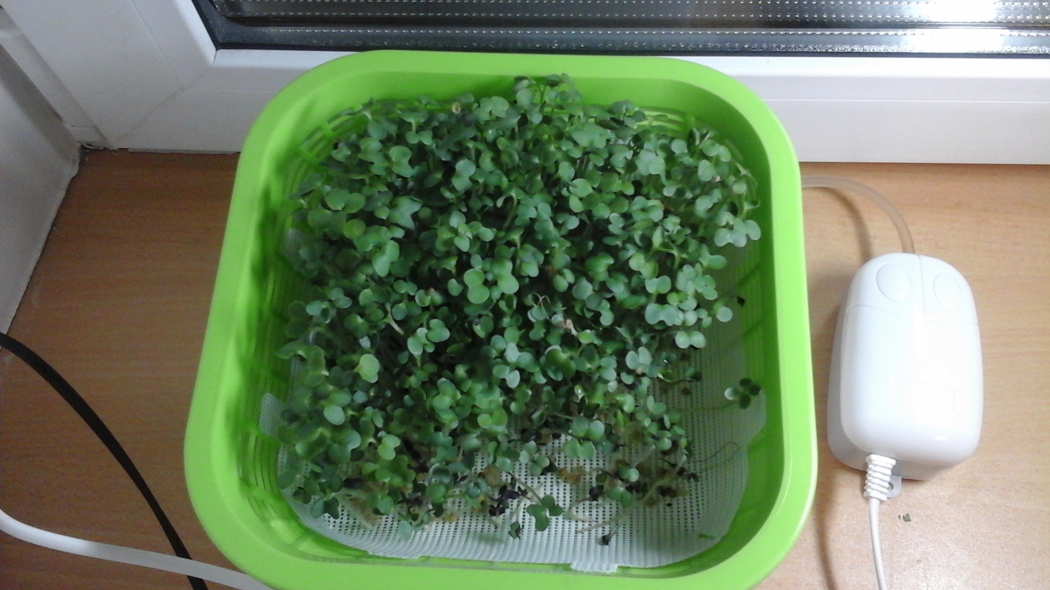 Руккола микрозелень. Прорастить микрозелень на вазе. Микрозелень без земли. Выращивание микрозелени в домашних условиях без земли. Кресс кинза микрозелень.