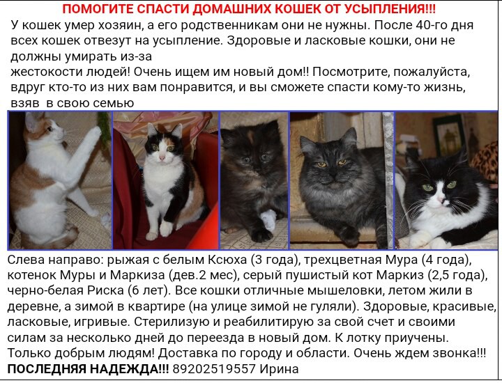 Усыпление кошки цена