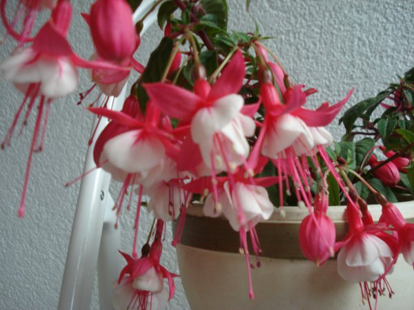 Фуксия Элвин ампельная. Фуксия ампельная Пегги. Фуксия 'Regner Hansen'. Фуксия ампельная розовая