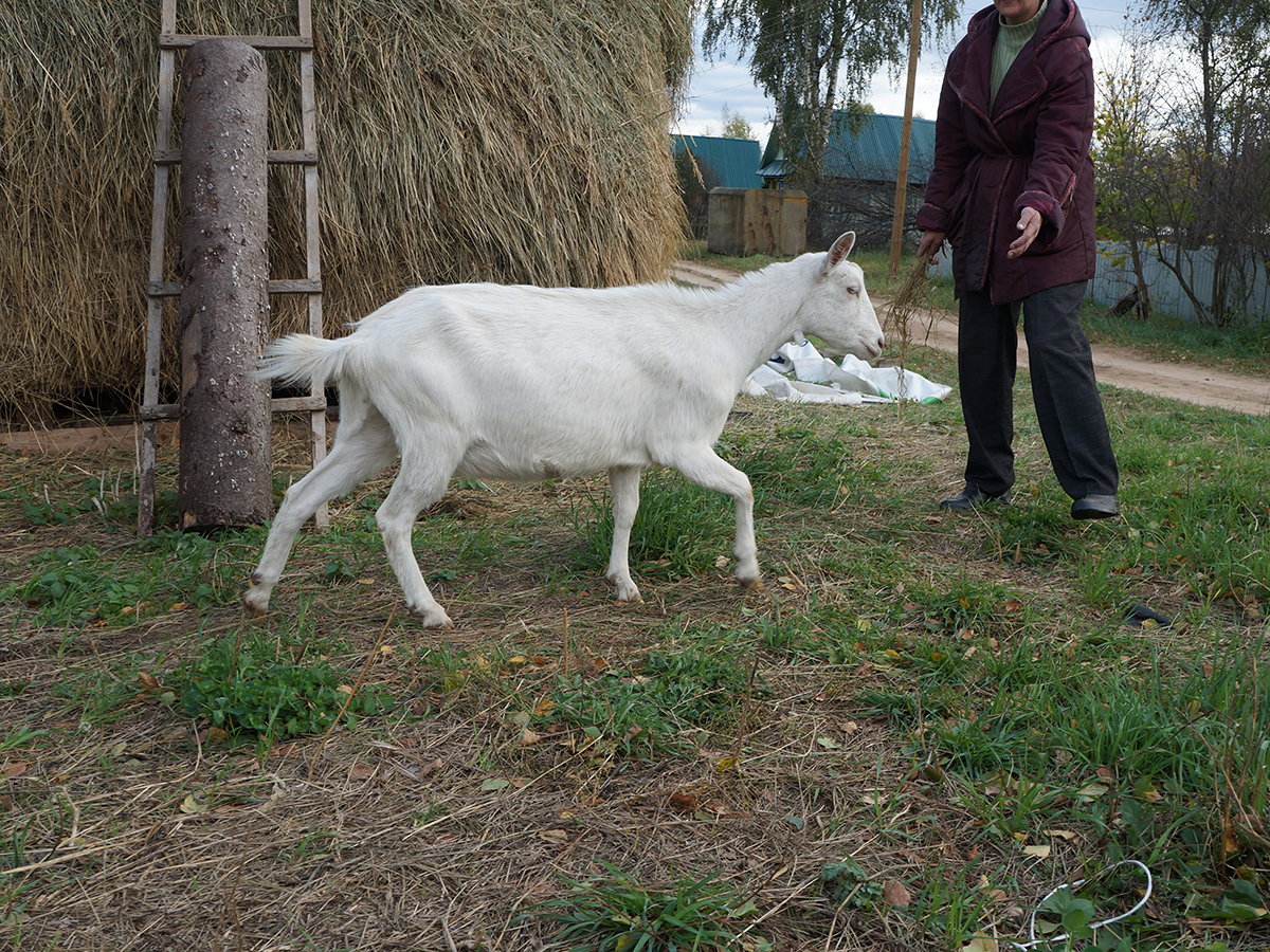 коза дойная зааненская молочная удойность. зааненская коза краснодарский край. зааненские козы дают молоко. зааненские козы дают молоко. козье молоко зааненской породы.