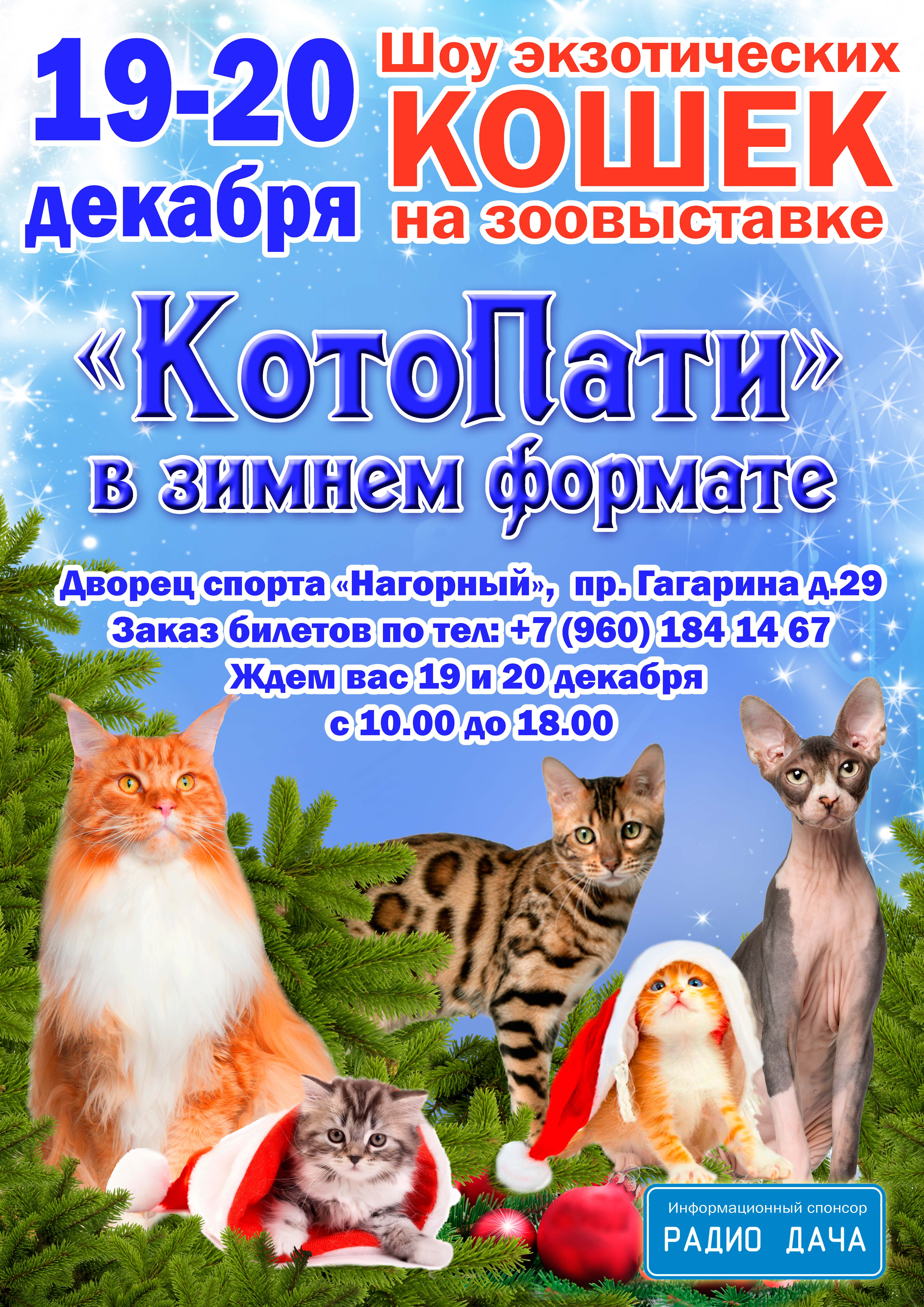 Кошка декабрь. Кошки и декабрь.