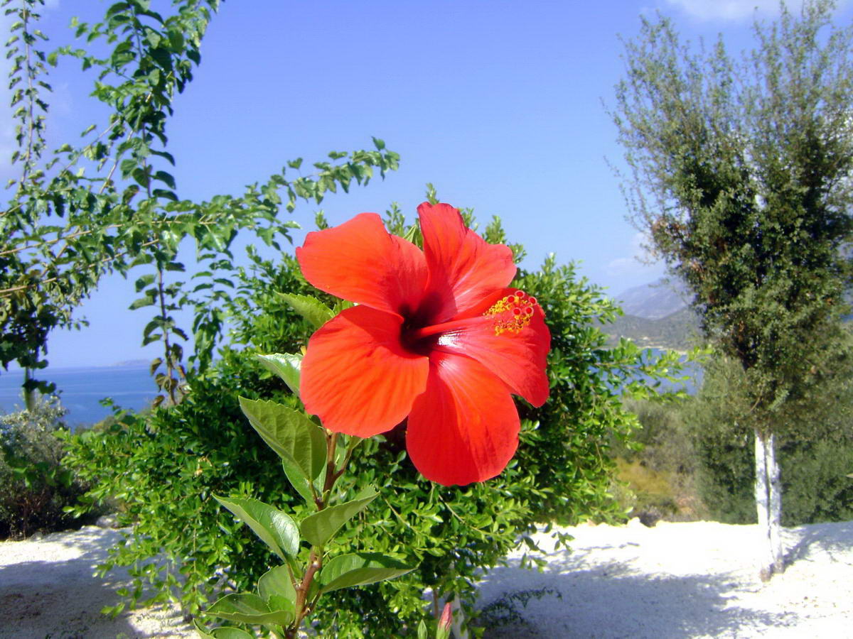 Дикие цветы турция. Гибискус растение в Турции. Гибискус Анапский. Гибискус Абхазия.