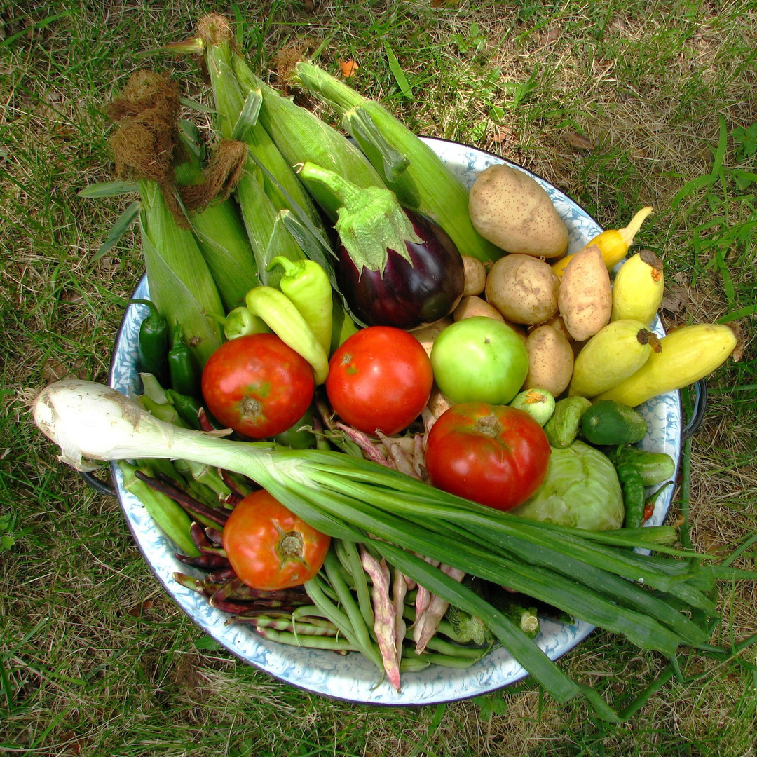С огорода принесли репу. Урожай овощей. Овощи и фрукты с огорода. Овощи в саду. Овощи на грядке.