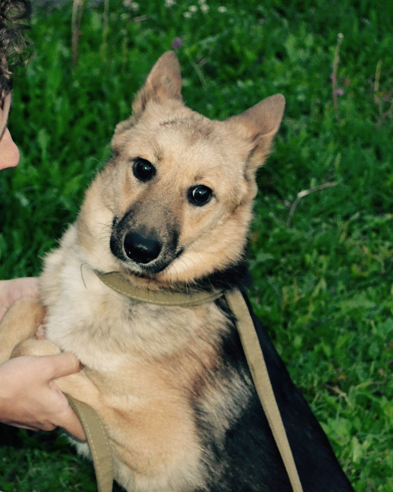 Обе собаки. Обе собаки. Обе собаки. Польский гончак. Собаки на обоих.