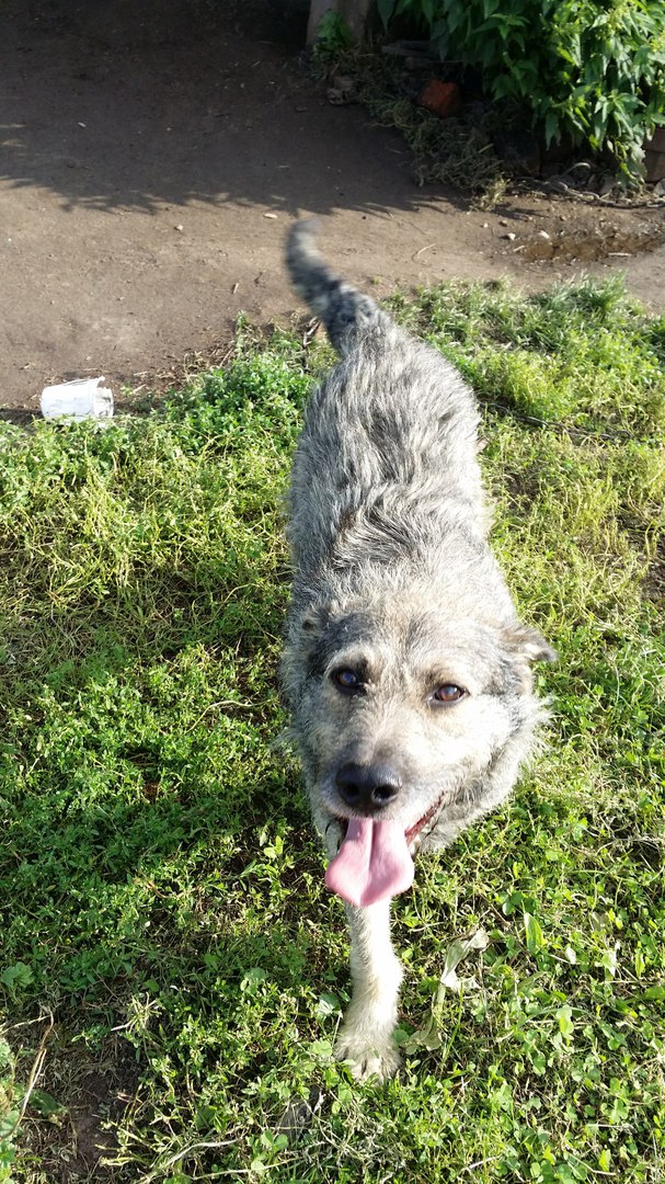 потеряшки нижний новгород собаки