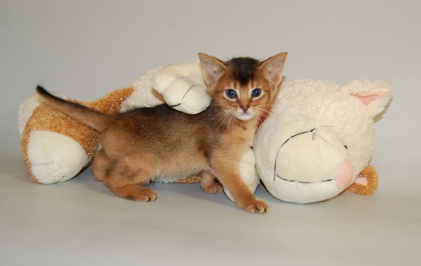 Купить Абиссинскую Кошку Нижний Новгород
